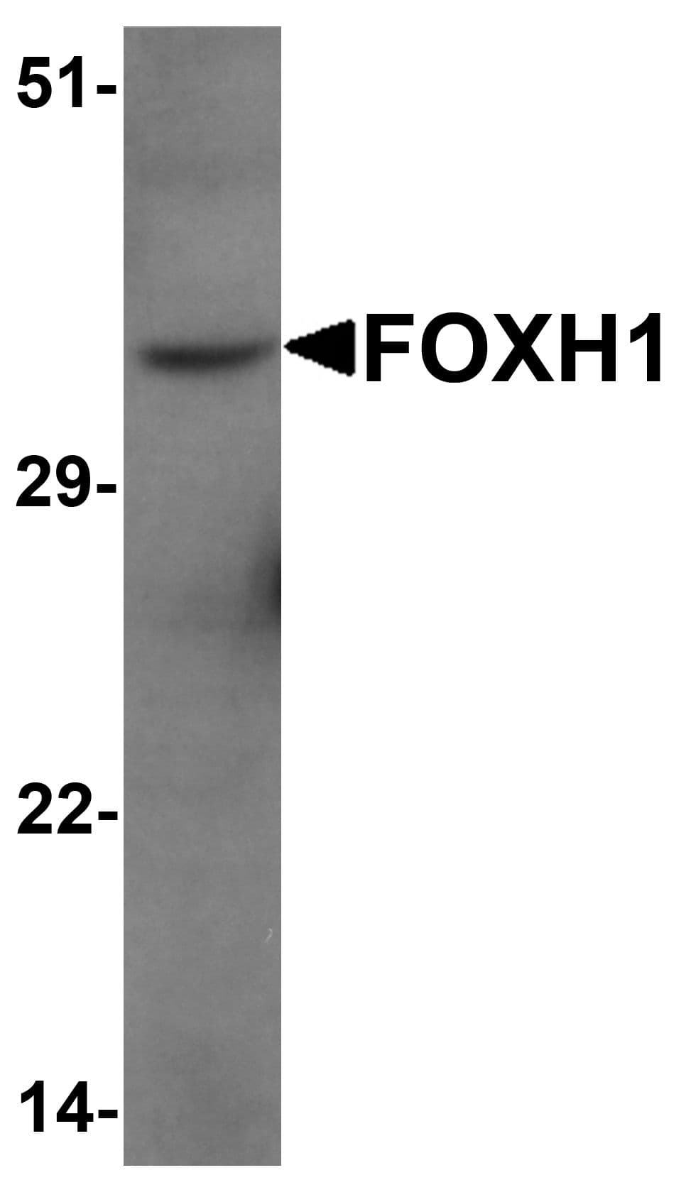 IHC-plus™ FOXH1 Antibody