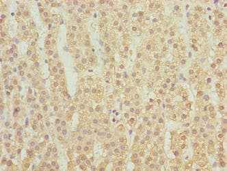 MFSD1 Antibody