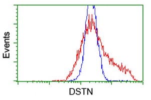 DSTN / Destrin Antibody (clone OTI2C10)