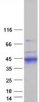 Human KLK11 / Kallikrein 11 Protein (Recombinant Myc-DDK (Flag))