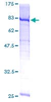 Human GALNT4 Protein (Recombinant GST)