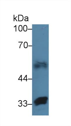 FBLN4 / EFEMP2 Antibody (aa17-169, APC, Cy7)