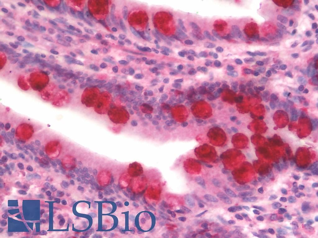 IHC-plus™ ITLN1 / Omentin Antibody (aa27-168)