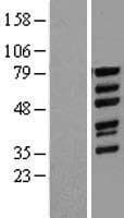 WASF1 / WAVE Protein (Over-Expression Lysate Myc-DDK (Flag))