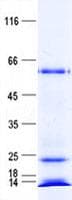Human ZNF548 Protein (Recombinant His, N-Terminal)