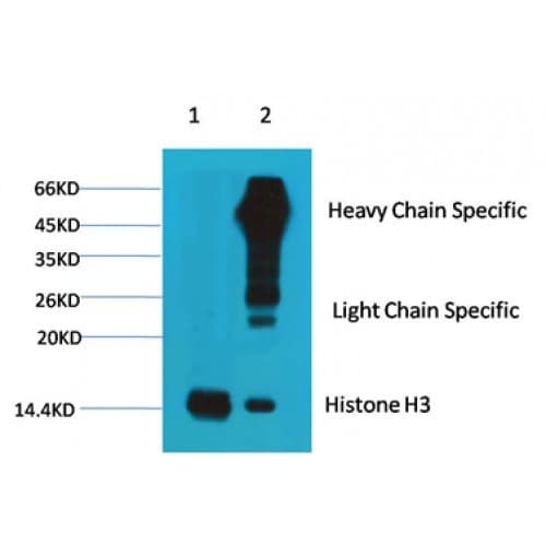 Monoclonal Mouse anti-Human Histone H3 Antibody (clone 1G1, IF, WB)