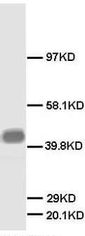 GAP43 Antibody (N-Terminus)