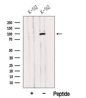 HELLS Antibody