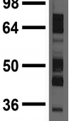 Monoclonal Mouse anti-Mouse SYT7 / Synaptotagmin 7 Antibody (clone S275-14, WB)