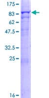 Human MTM1 / Myotubularin Protein (Recombinant GST)