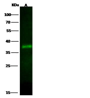 Polyclonal Rabbit anti-Human SPI1 / PU.1 Antibody (Preservative Free, WB)