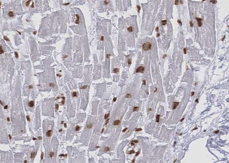 KEAP1 Antibody