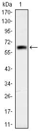 OTX2 Antibody (clone 1H12C4B5)