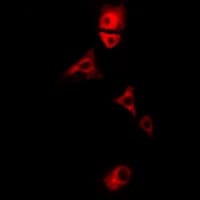 PDHX / Protein X / ProX Antibody