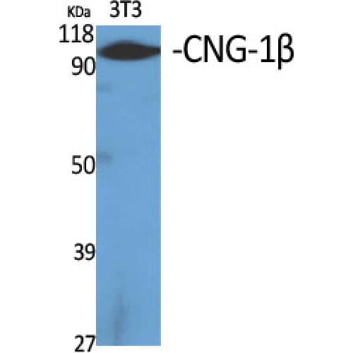 CNGB1 Antibody (540-620 aa, Internal)