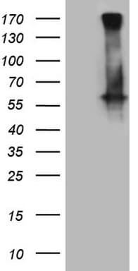 GABRA5 Antibody (aa32-259, clone OTI3H7)