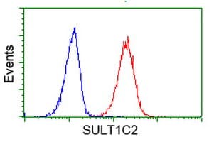 SULT1C2 / Sulfotransferase 1C2 Antibody (clone OTI6F2, Carrier-free)