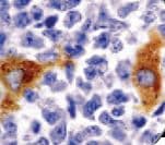 Macrophage Antibody (clone HAM-56)