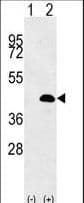 Luc7 / LUC7L Antibody (aa219-246)