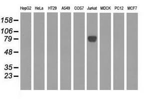 EPM2AIP1 Antibody (clone OTI2A5)