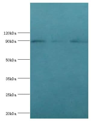 CUL1 / Cullin 1 Antibody (aa500-776)