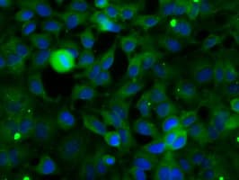 SNX9 / WISP Antibody (clone OTI1B5)
