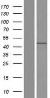 DNTNP / FAM53A Protein (Over-Expression Lysate Myc-DDK (Flag))