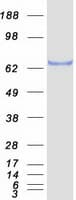 Human SOX9 Protein (Recombinant Myc-DDK (Flag))