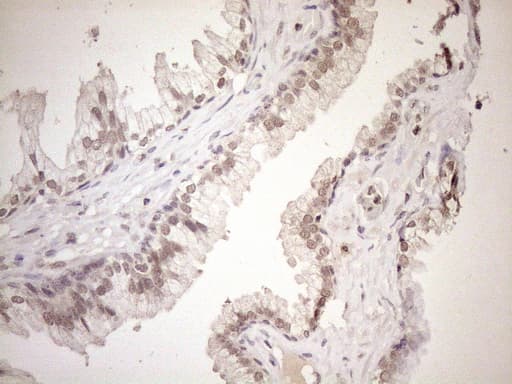 ASB2 Antibody (aa1-300, clone OTI4C2)