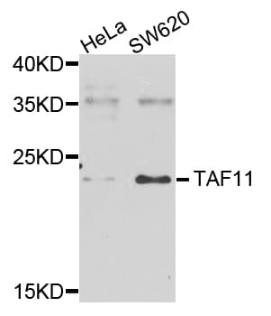 TAF11 Antibody