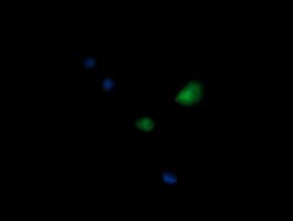 KIF25 Antibody (clone OTI2F2)