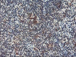 HSPBP1 Antibody (clone OTI1D5)