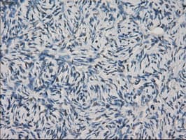 FCGR2 / CD32 Antibody (clone OTI16D6)