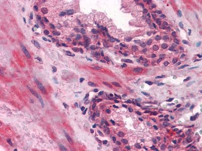 LCN1 / Lipocalin-1 Antibody (clone 10B10)