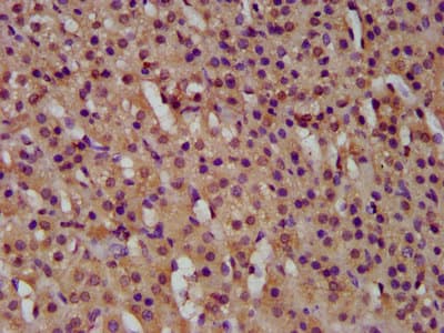 Polyclonal Rabbit anti-Human GTPBP1 / GP1 Antibody (IHC, IF)