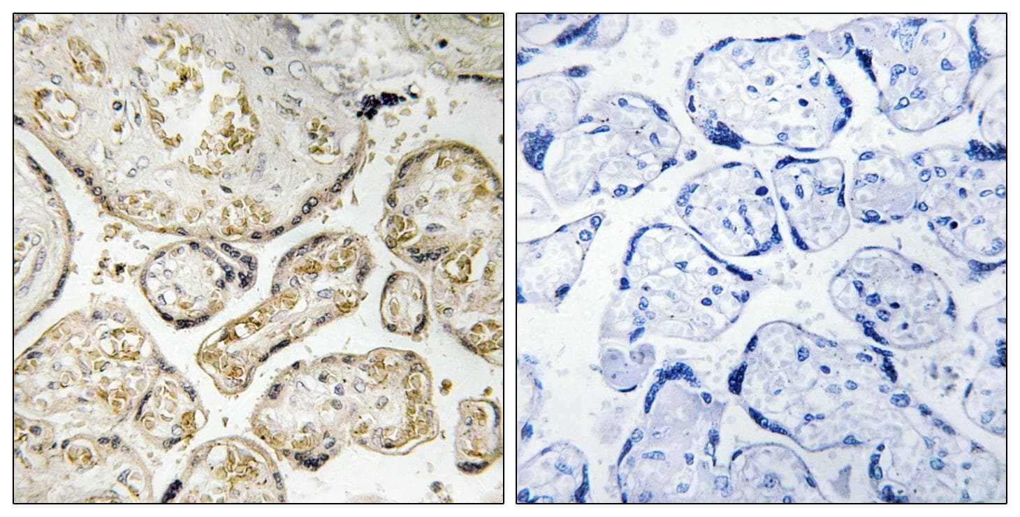 APOBEC3D + APOBEC3F Antibody