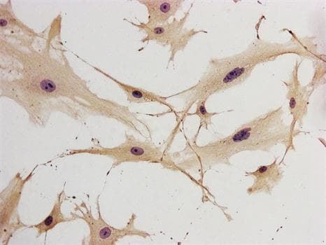 GFAP Antibody