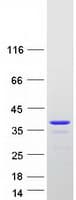 Human ABH2 / ALKBH2 Protein (Recombinant Myc-DDK (Flag))