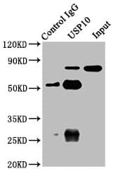 USP10 Antibody