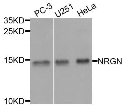 NRGN / Neurogranin Antibody