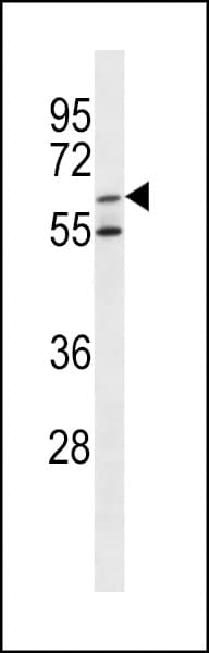 ARSF / Arylsulfatase F Antibody (aa236-264)