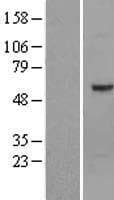 OPTIMEDIN / OLFM3 Protein (Over-Expression Lysate Myc-DDK (Flag))