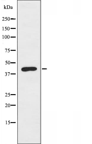 Polyclonal Rabbit anti-Human SGCA / DAG2 Antibody (IF, WB)