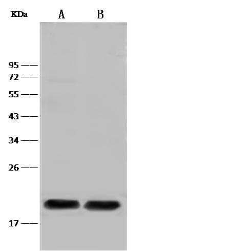 Polyclonal Rabbit anti-Mouse PLA2G12B Antibody (Preservative Free, WB)
