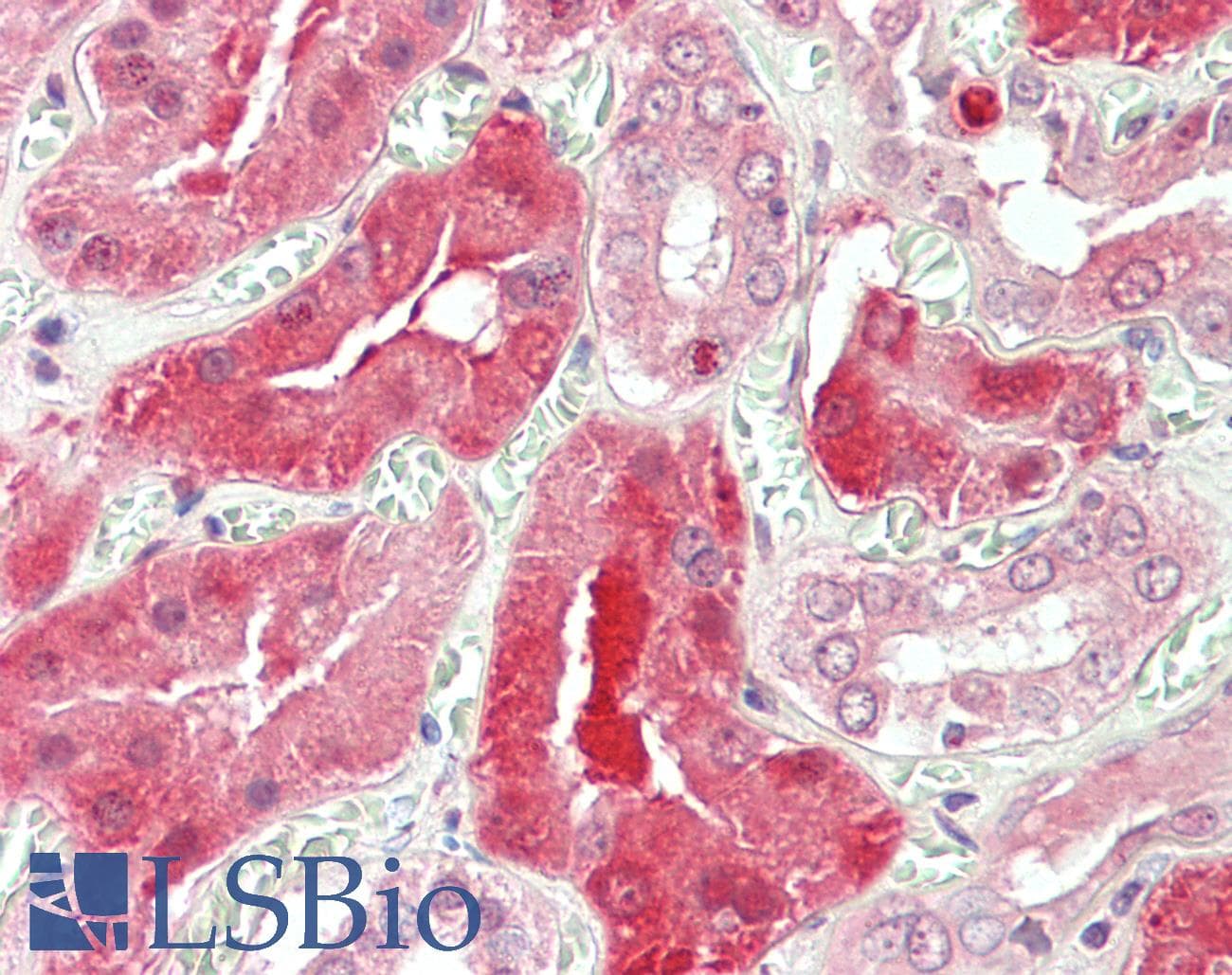 IHC-plus™ STAT3 Antibody (Internal Region)