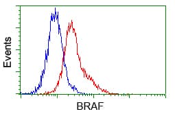 BRAF / B-Raf Antibody (clone OTI1D2)