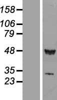 TIP49 / RUVBL1 Protein (Over-Expression Lysate Myc-DDK (Flag))
