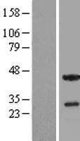 THAP5 Protein (Over-Expression Lysate Myc-DDK (Flag))