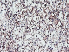 Monoclonal Mouse anti-Human PPP1R15A / GADD34 Antibody (clone OTI4F1, IHC, IF, WB)