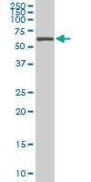 IHC-plus™ Monoclonal Mouse anti-Human AATF Antibody (clone 3C7, IHC, IF, WB)